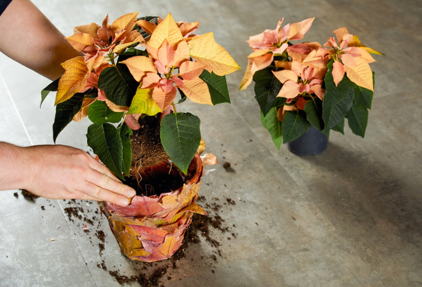 flor-de-pascua