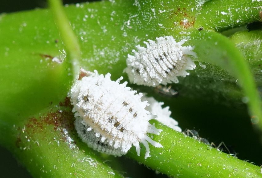 Phenacoccus solenopsis