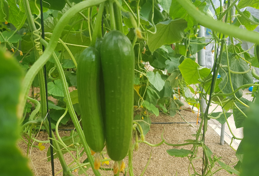 pepino-mini-enza-zaden (2)