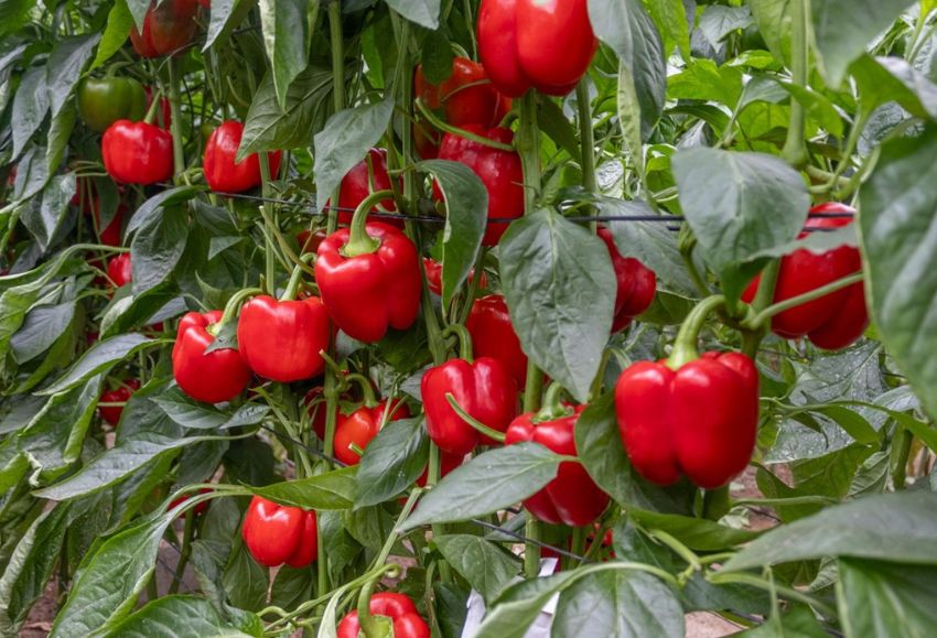 pimientos arquero