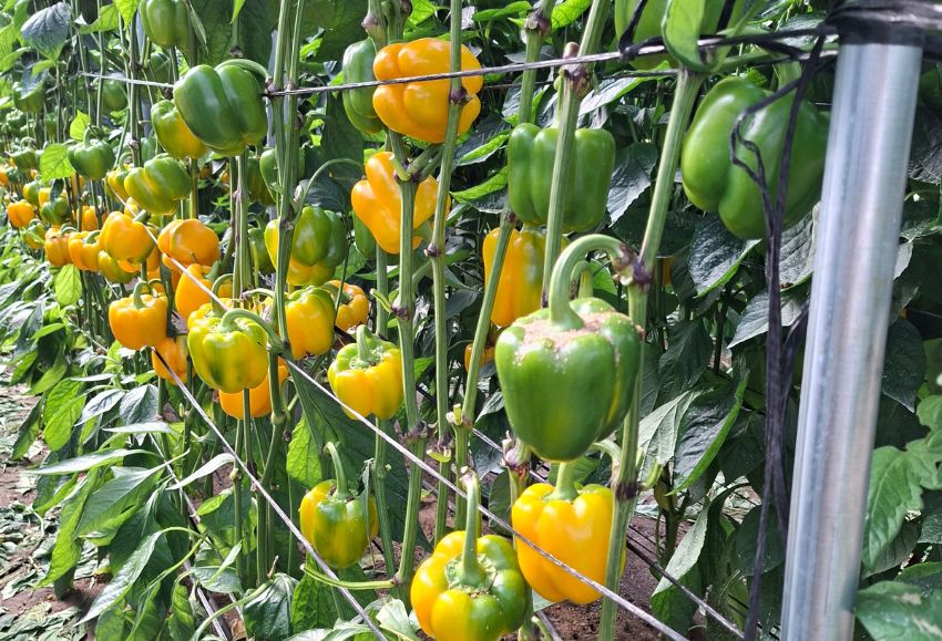 pimientos fito home
