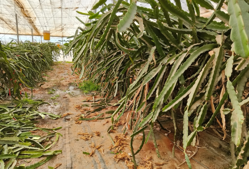 pitahaya