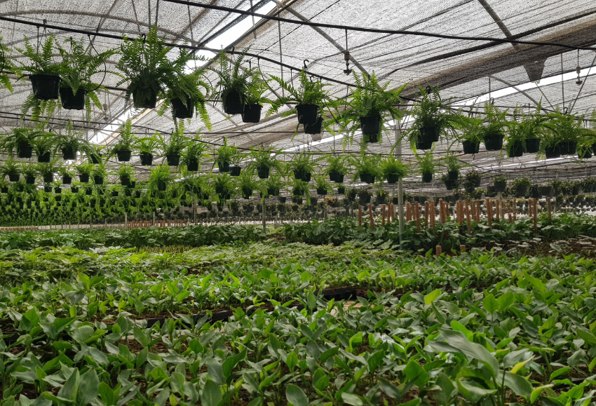 planta-ornamental