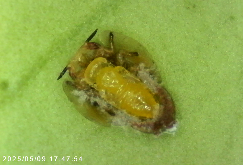 pupa-tamarixia- citricola