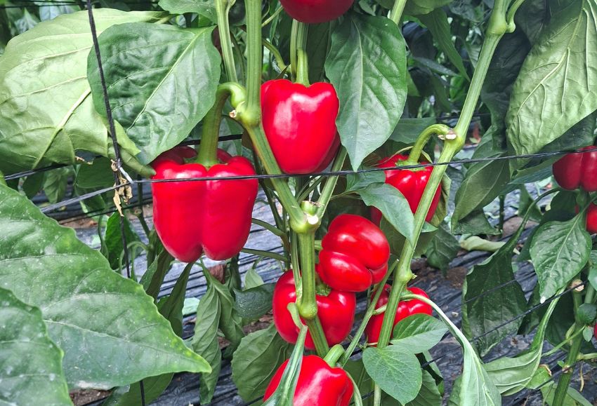 pimiento california Fitó