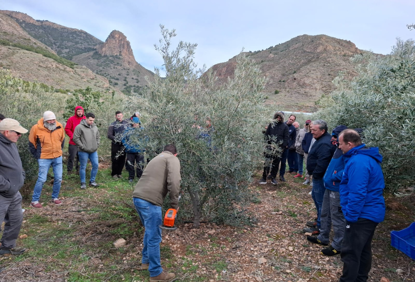 curso-poda-olivar