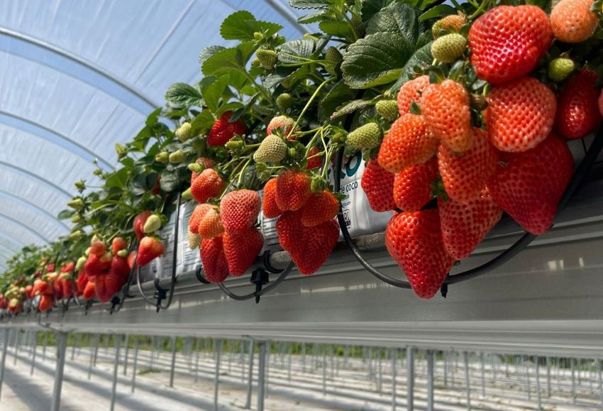 fresas uruguay