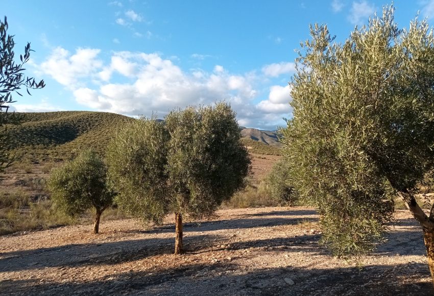 olivos