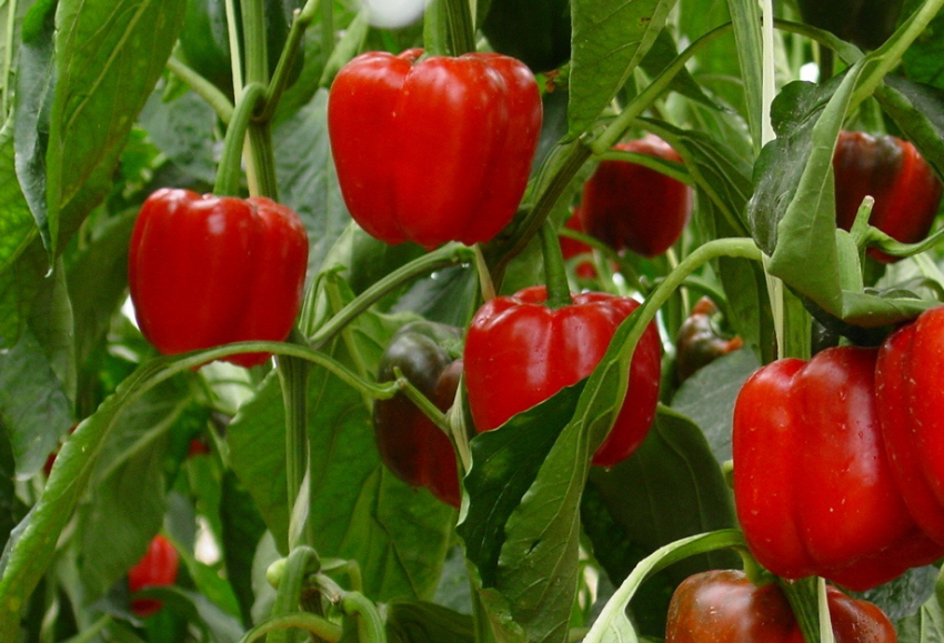 pimiento-rojo
