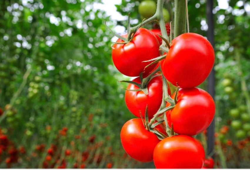 tomate fmc