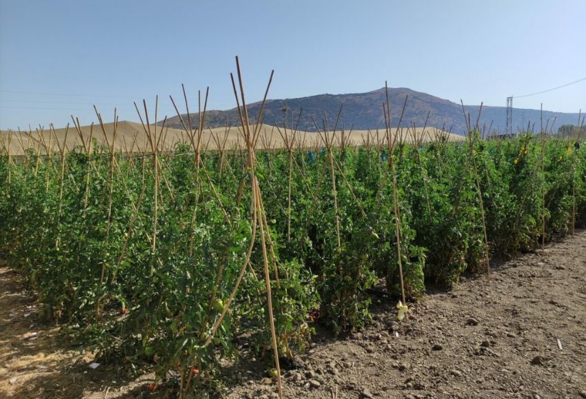Experimento de campo. con tomates