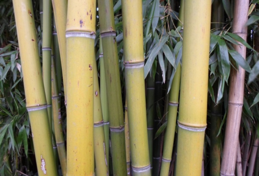 bambu