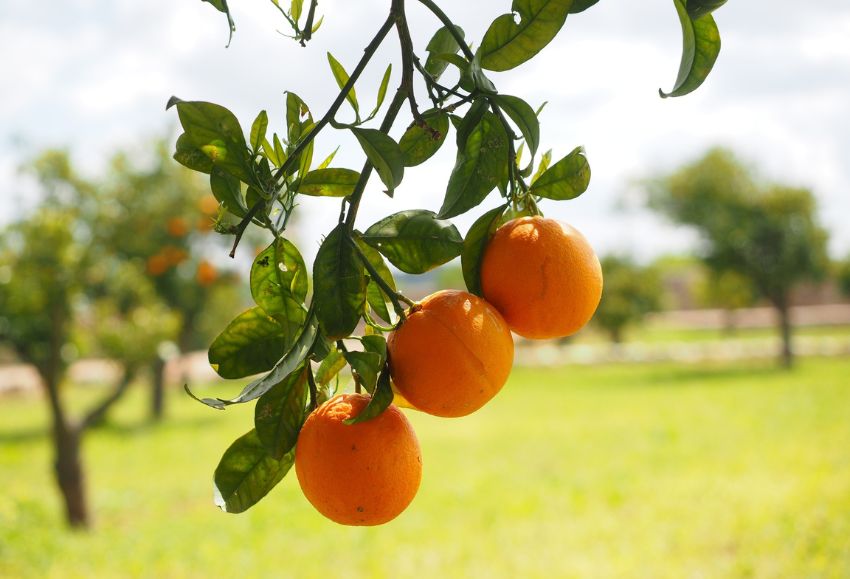 citricos naranjas