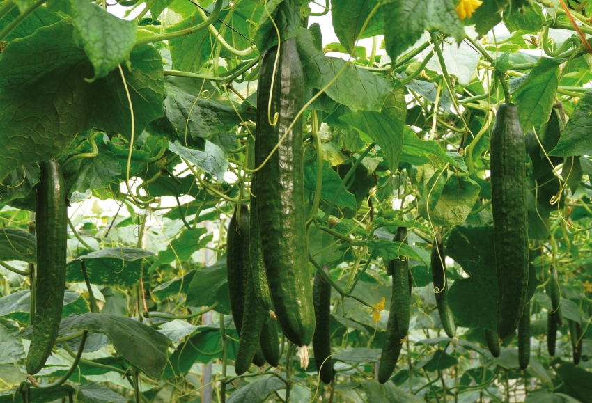 pepino-semillas- fitó