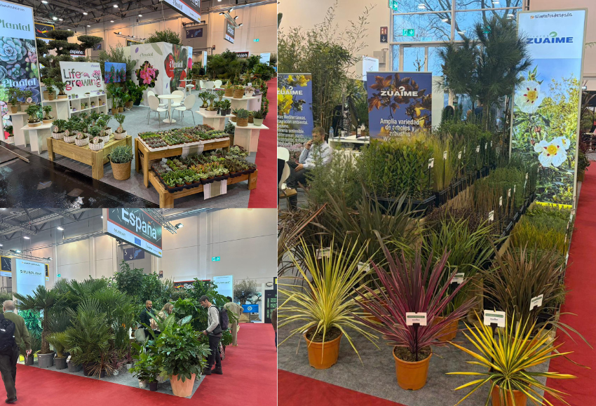 plantaespaña-ipm-essen