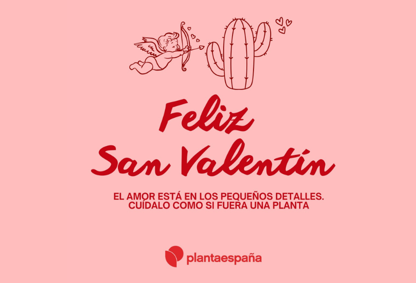 plantaespana-san-valentin (2)