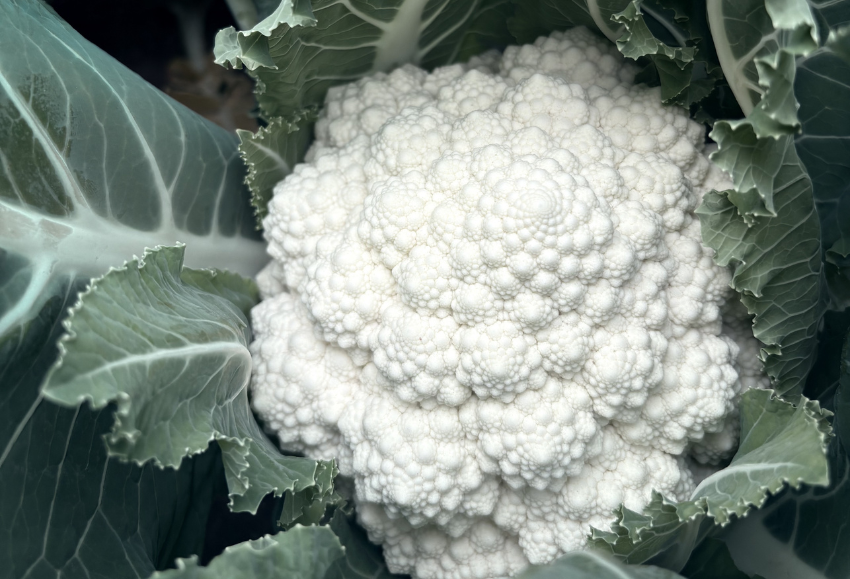rijk-zwaan-coliflor