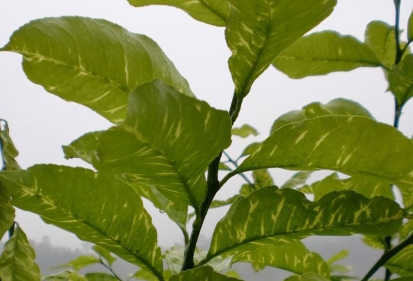 virosis cítricos