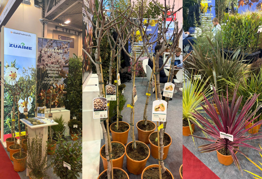 viveros-zuaime-ipm-essen