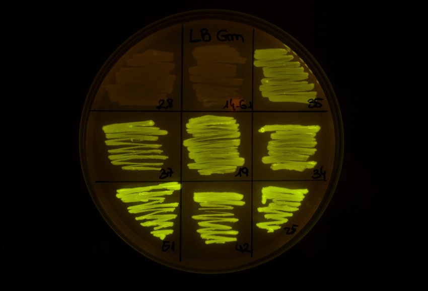 bacterias