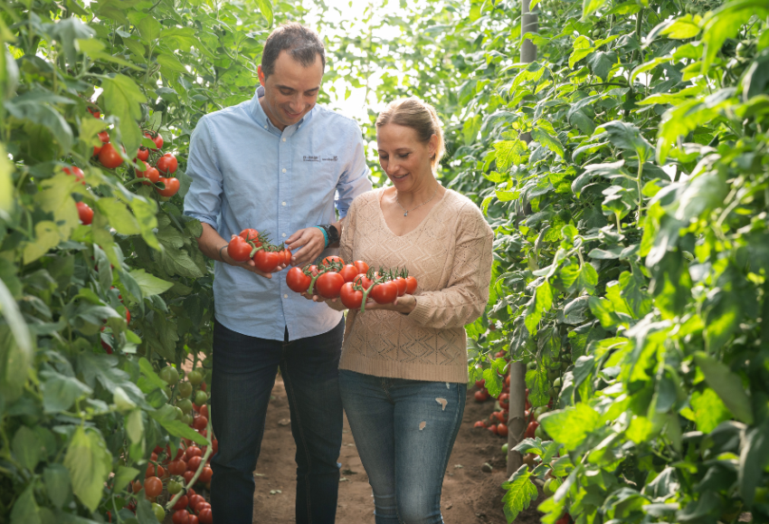 basf-tomate