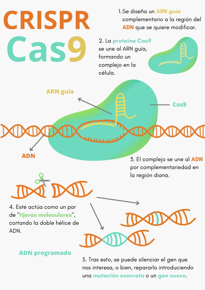 Infografia-CRISPR-