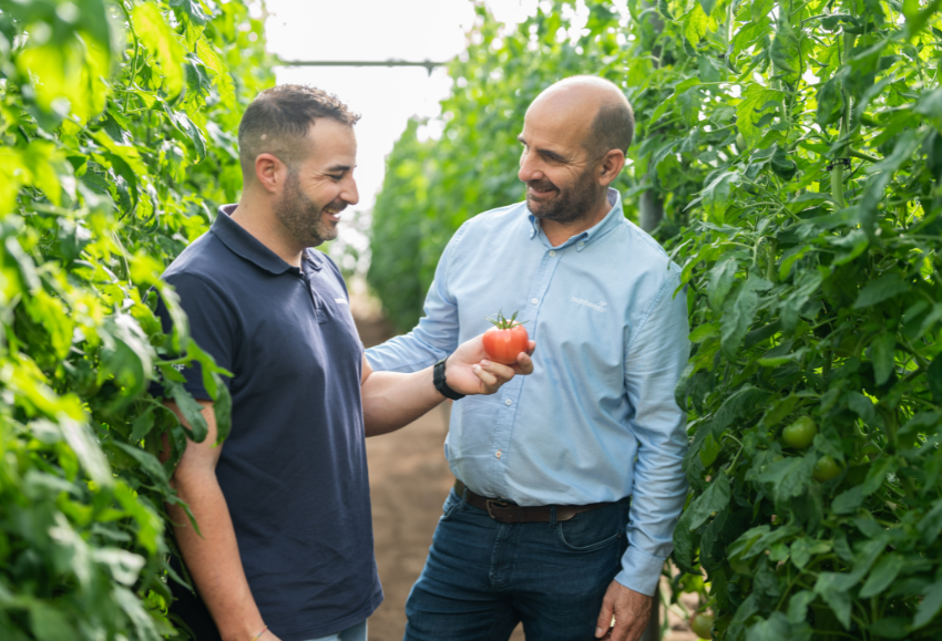 basf-nuhnems-tomate