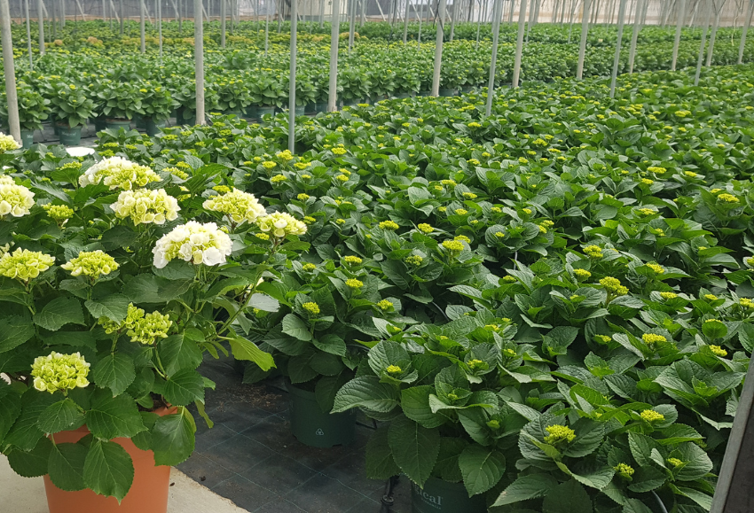 hortensia-figueplant