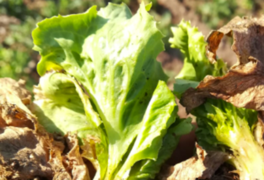 jornada-ifapa-lechuga
