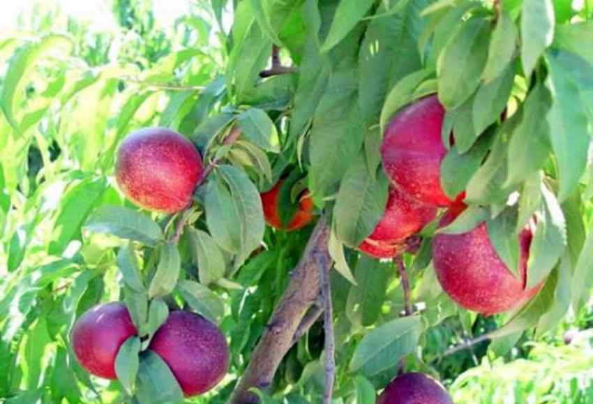 nectarina