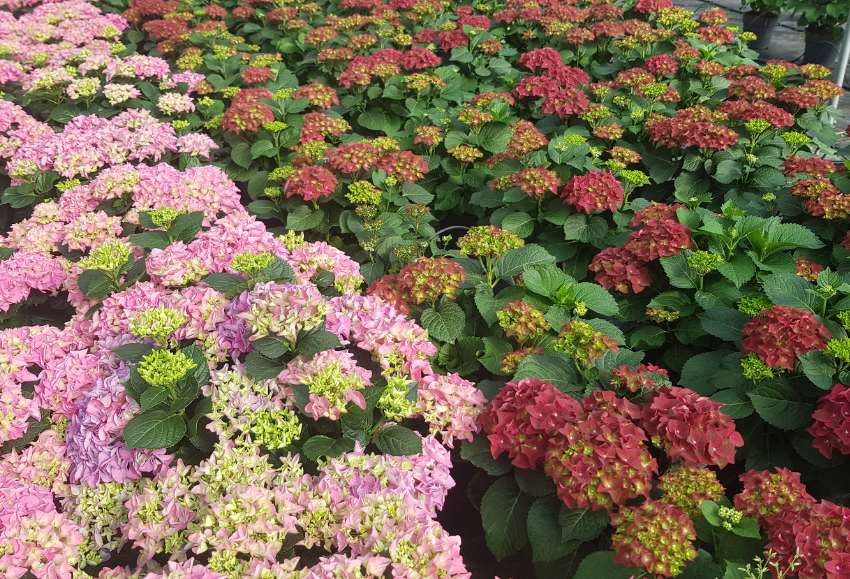 ornamental-hortensia