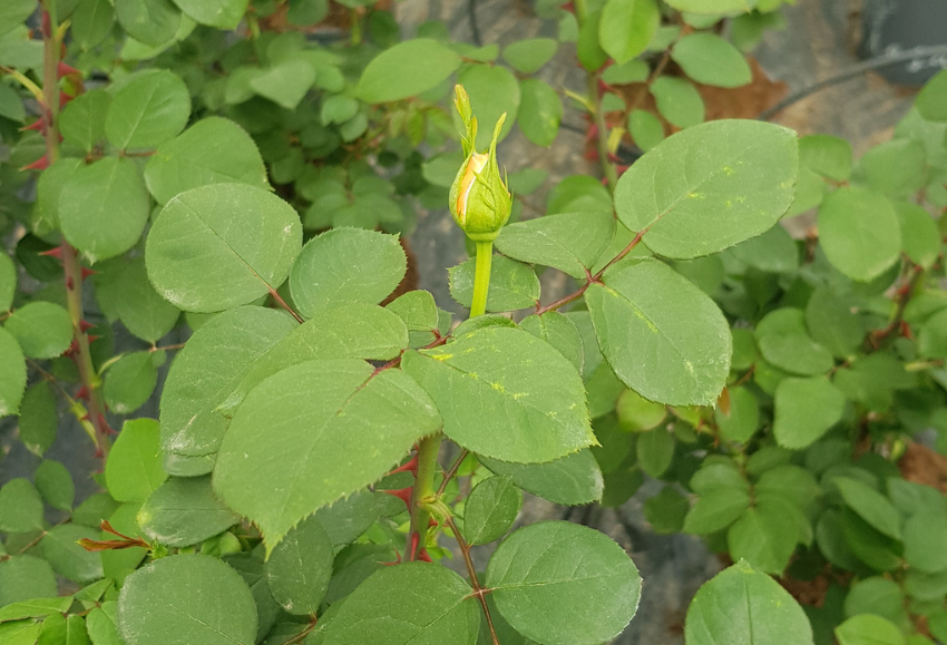 rosa-figueplant