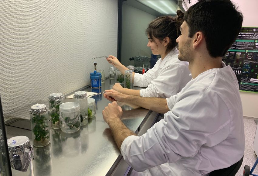 LABORATORIO IBMCP