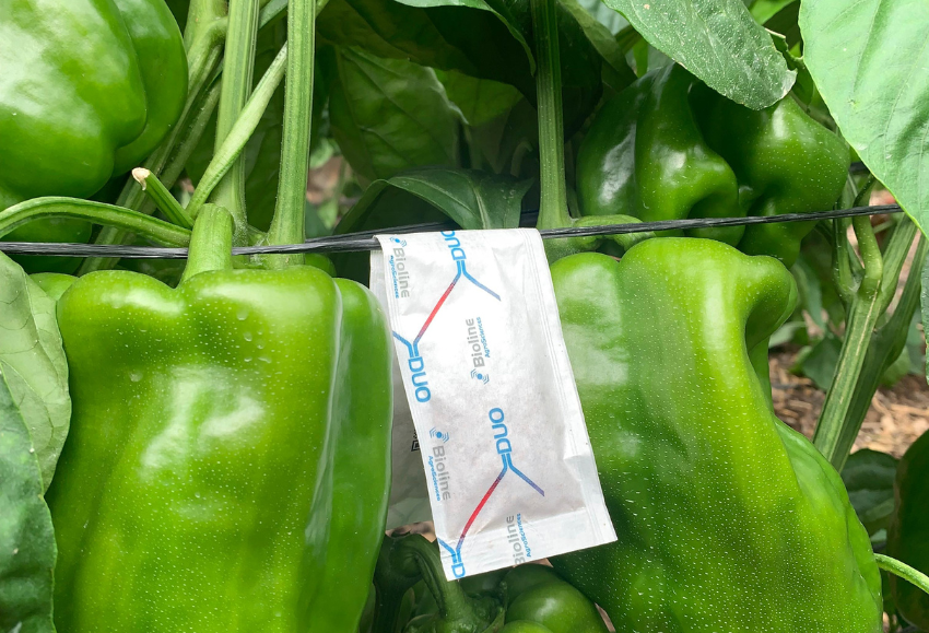 bioline-pimiento (2)