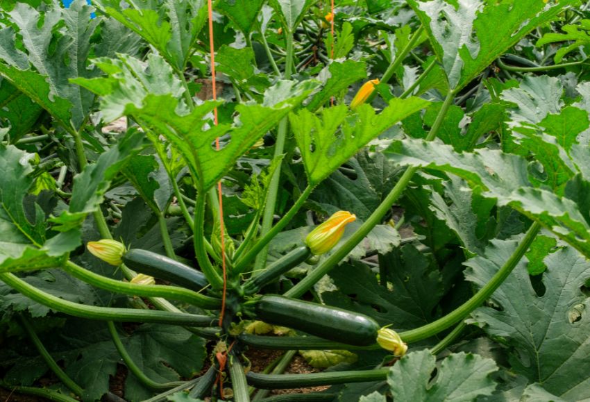 calabacín sakata