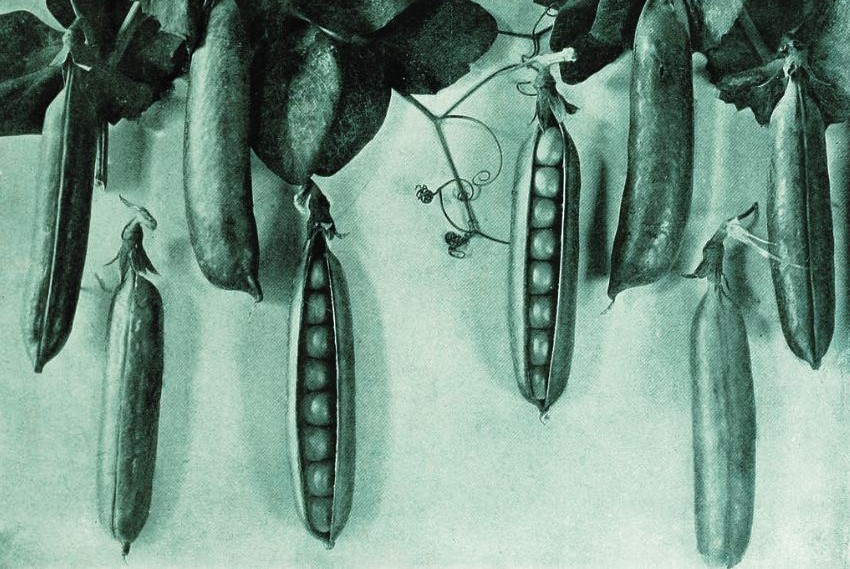 guisantes ilustración