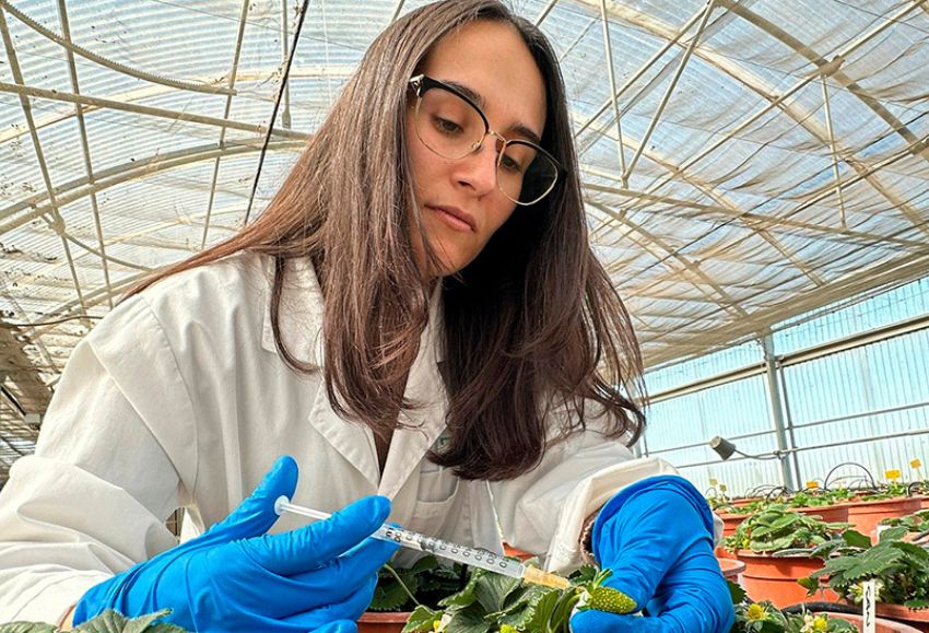 investigación fresas málaga