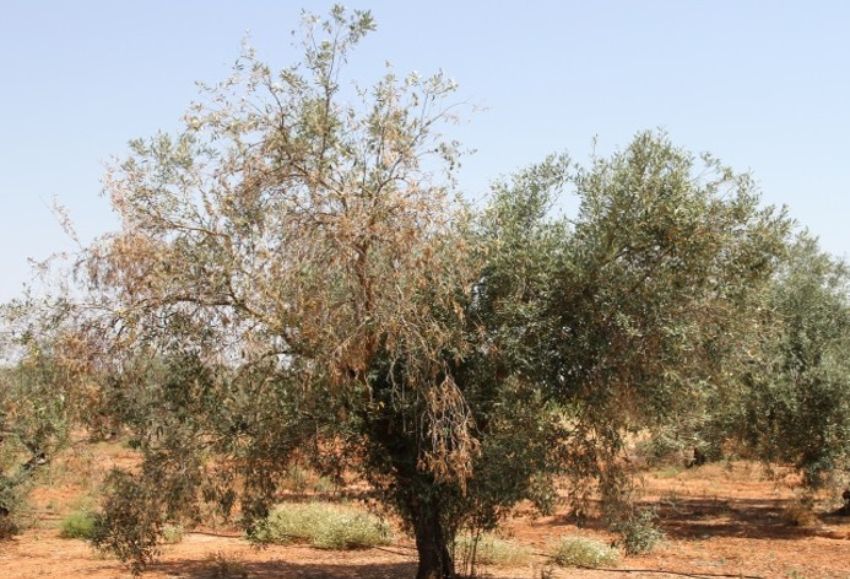 olivo enfermo