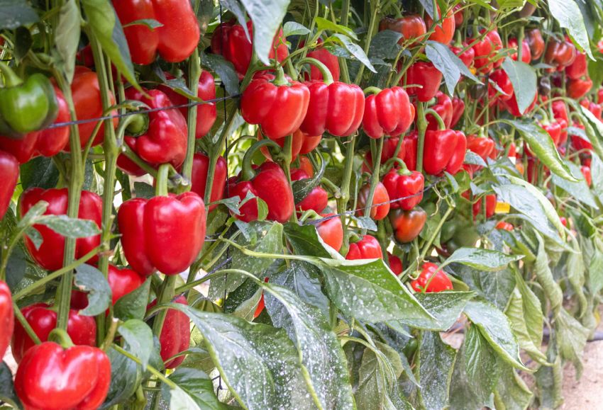 pimientos capgen