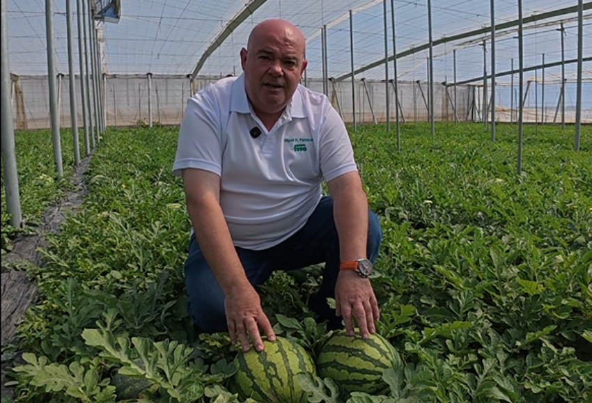 semillas-fito-melon-sandia (1)