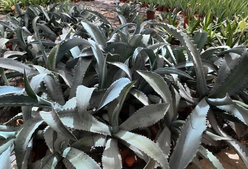 agave