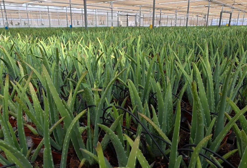 aloe-vera