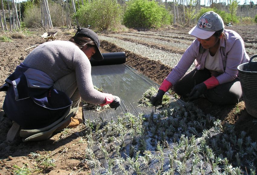 asociaciones mujeres rurales