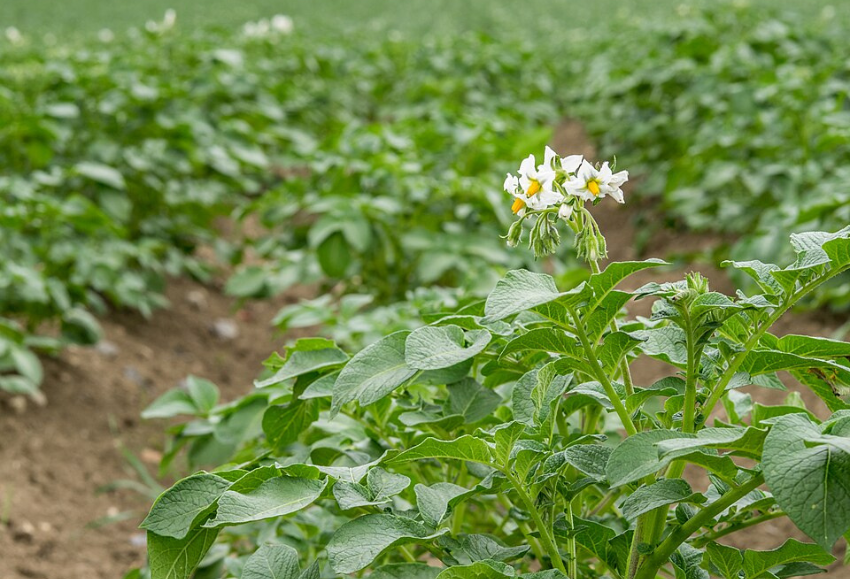 cultivo-patata