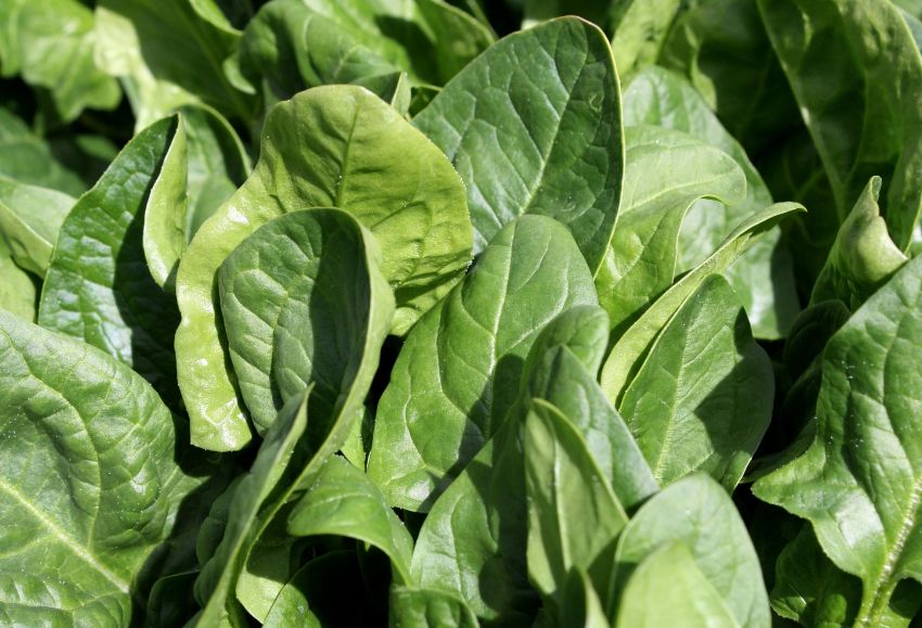 cultivos de hoja espinacas