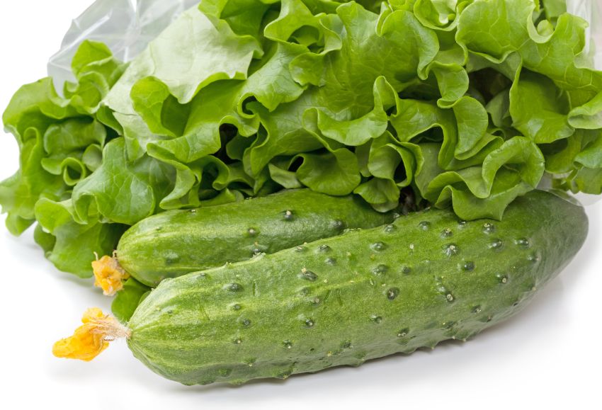 lechuga y pepino