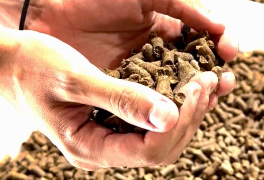 pellets oveja