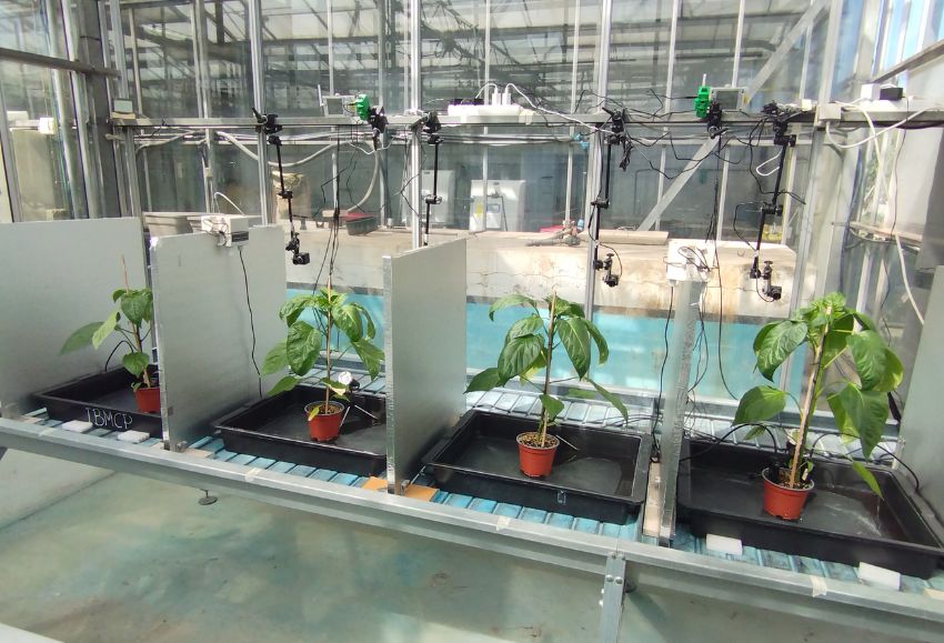 plantas hablan
