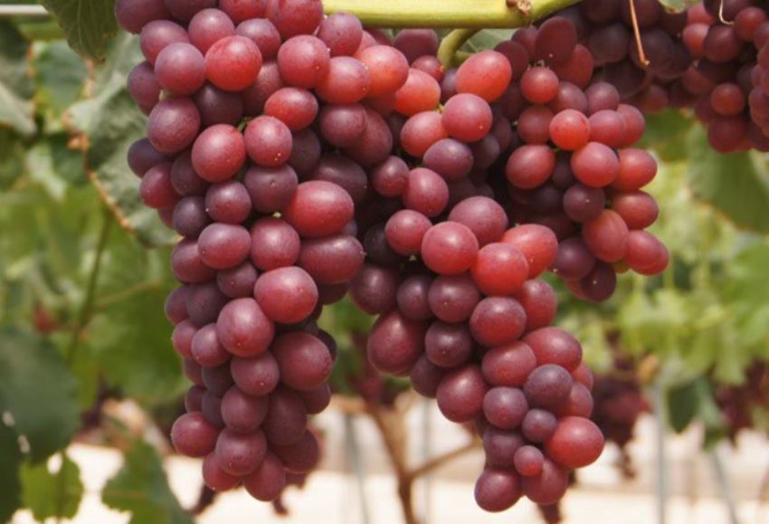 uva moyca