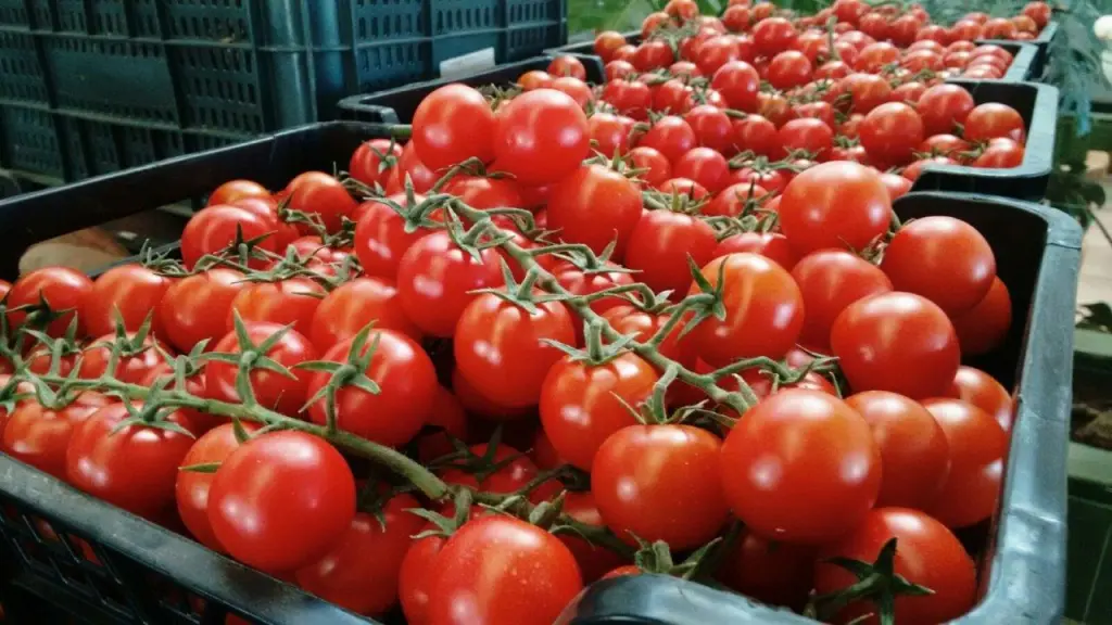 Tomates